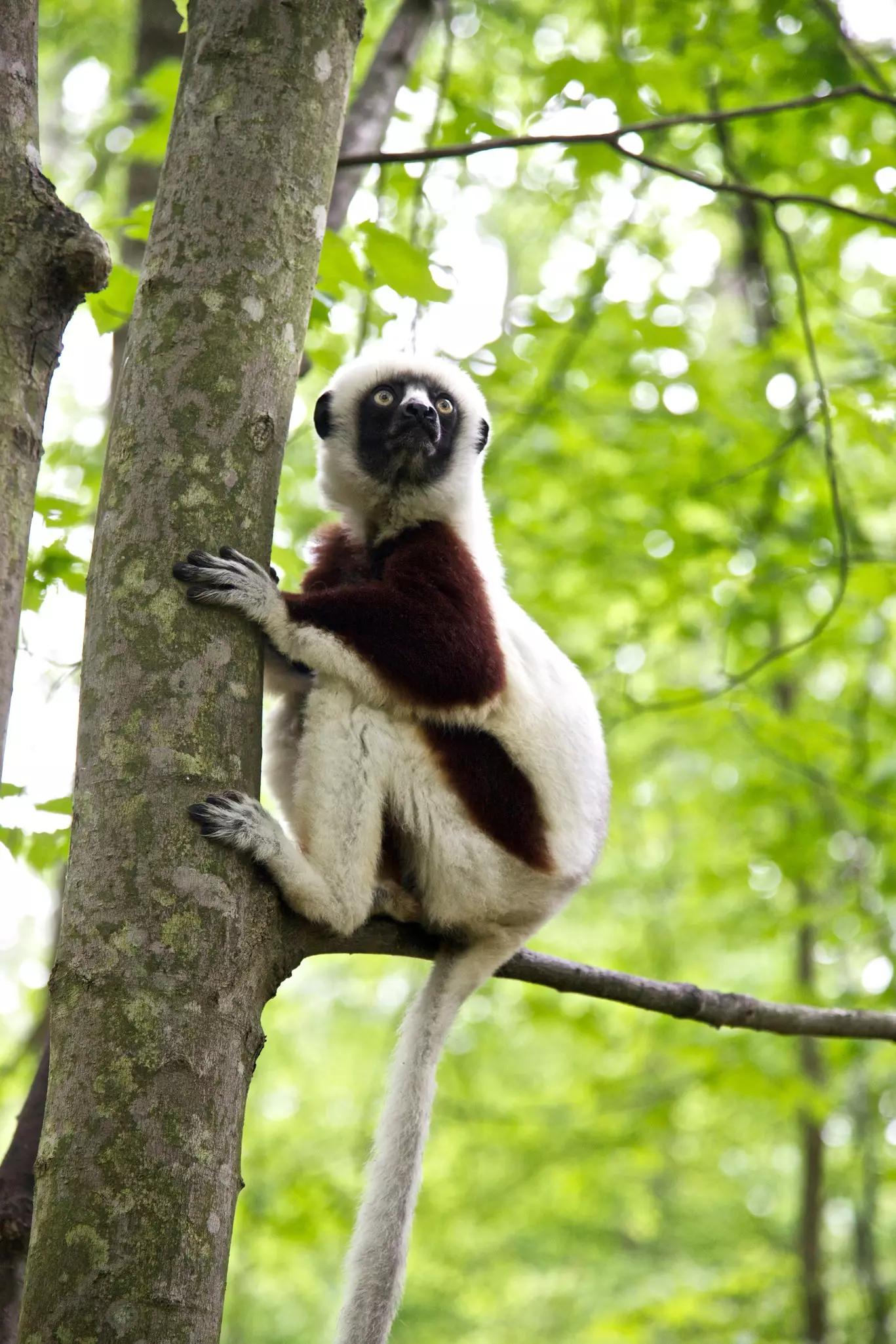 A white and brown monkeylike animal holds on to a narrow tree trunk