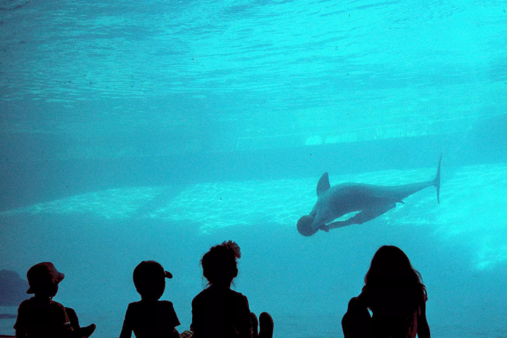 A Silhouette of kids excited to watch the dolphin play under water in the Corpus Christi Aquarium; Shutterstock ID 530810227; your: Bridget Brown; gl: 65050; netsuite: Online Editorial; full: POI Image Update
530810227
christi, corpus, dolphin, excitem...
