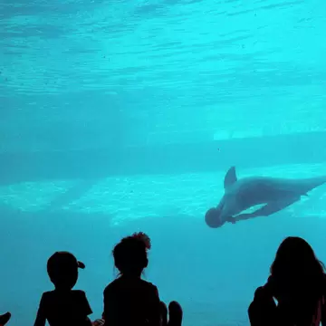 A Silhouette of kids excited to watch the dolphin play under water in the Corpus Christi Aquarium; Shutterstock ID 530810227; your: Bridget Brown; gl: 65050; netsuite: Online Editorial; full: POI Image Update
530810227
christi, corpus, dolphin, excitem...