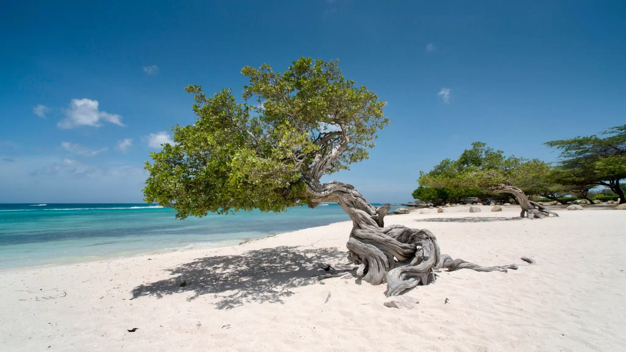 The gnarled Fofoti trees on Aruba’s Eagle Beach are always photogenic. Federico Cabello/Getty Images