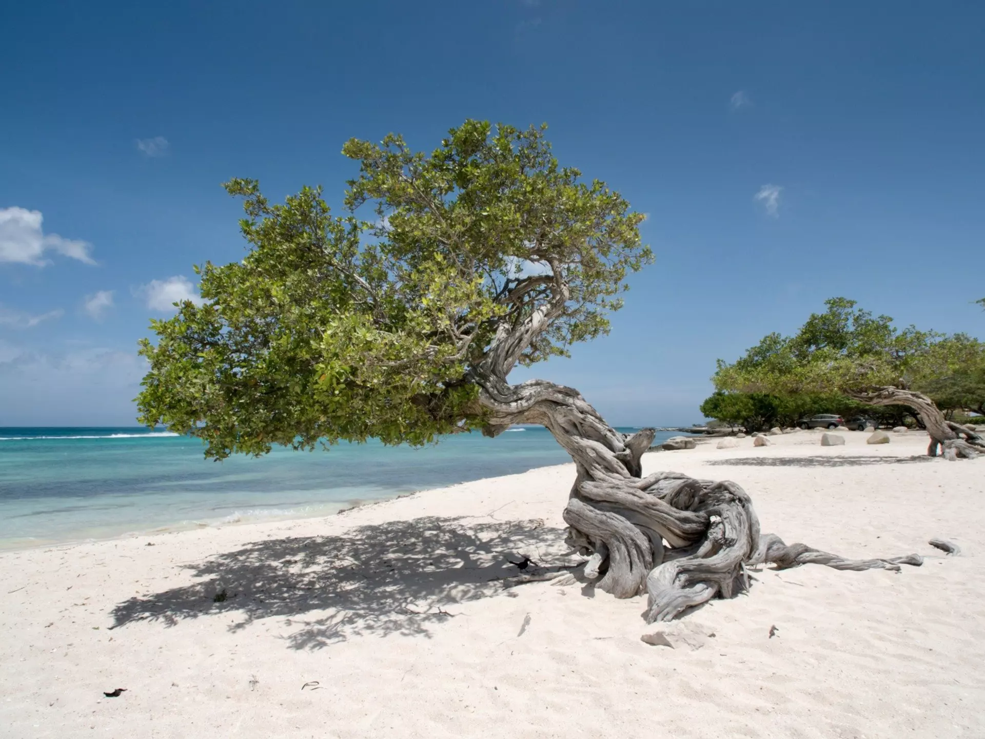 The gnarled Fofoti trees on Aruba’s Eagle Beach are always photogenic. Federico Cabello/Getty Images