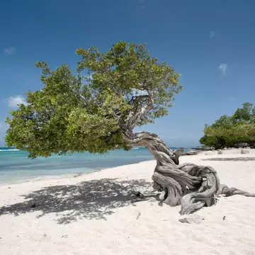 The gnarled Fofoti trees on Aruba’s Eagle Beach are always photogenic. Federico Cabello/Getty Images