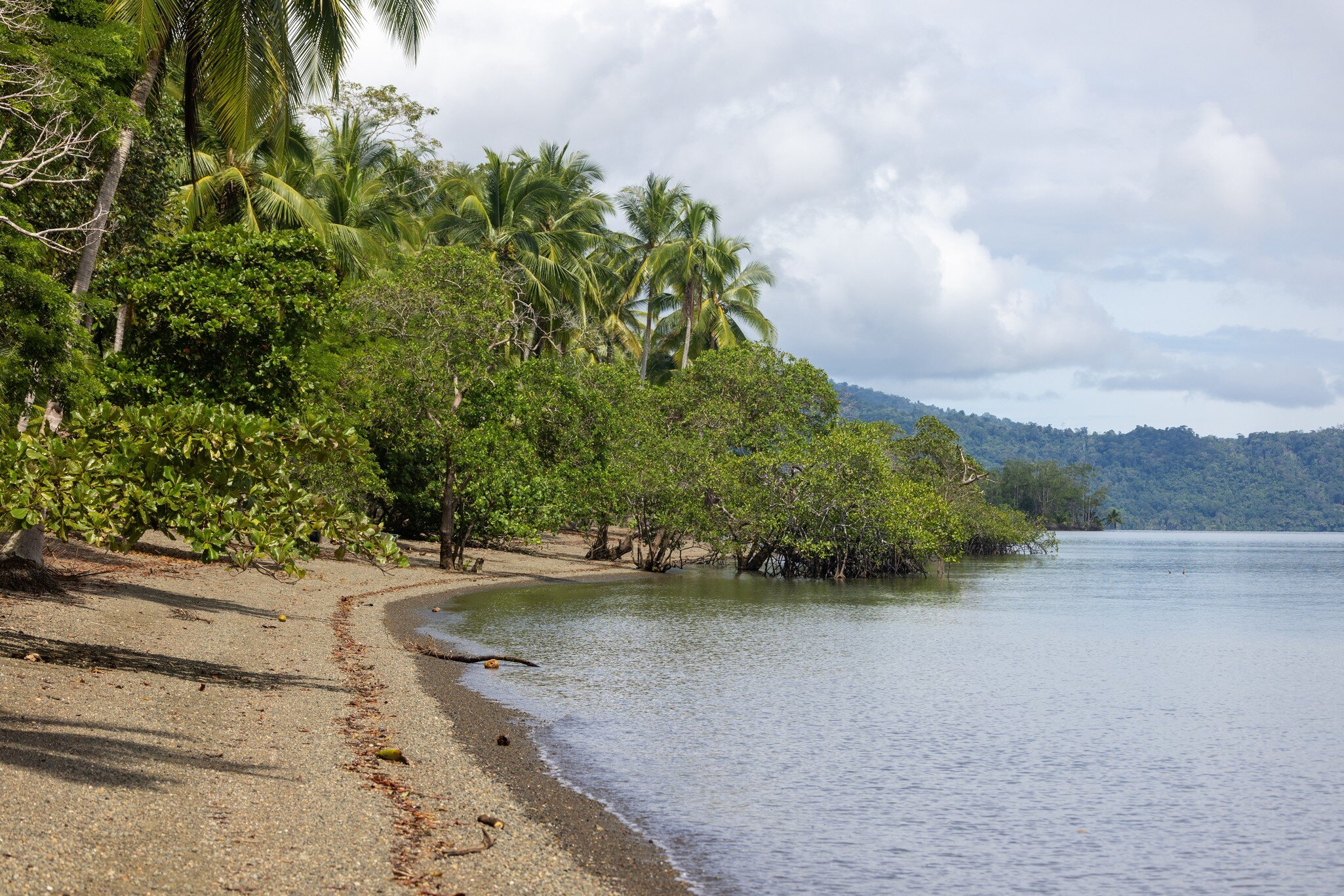 Puerto Jiménez shore of grey sand, coconut palms and mangroves growing into still water, forested hills across the gulf