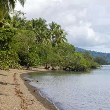 Puerto Jiménez shore of grey sand, coconut palms and mangroves growing into still water, forested hills across the gulf