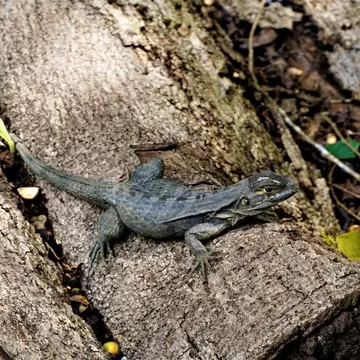 Iguana sitting on a trunk in Hacienda Baru, Costa Rica