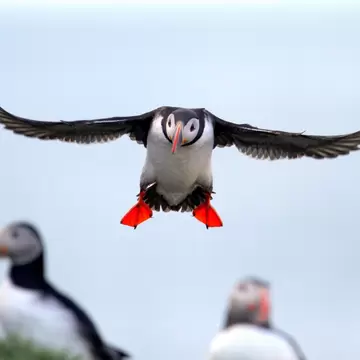 Iceland, Puffin in flight