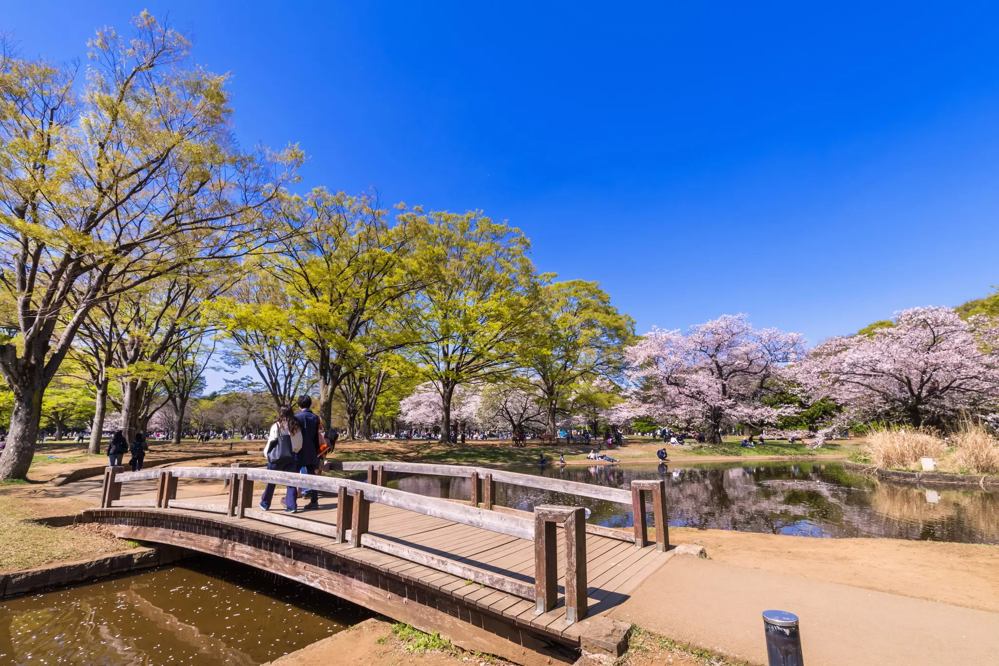 Two people cross a footbridge over a body of water toward trees with pink flowers