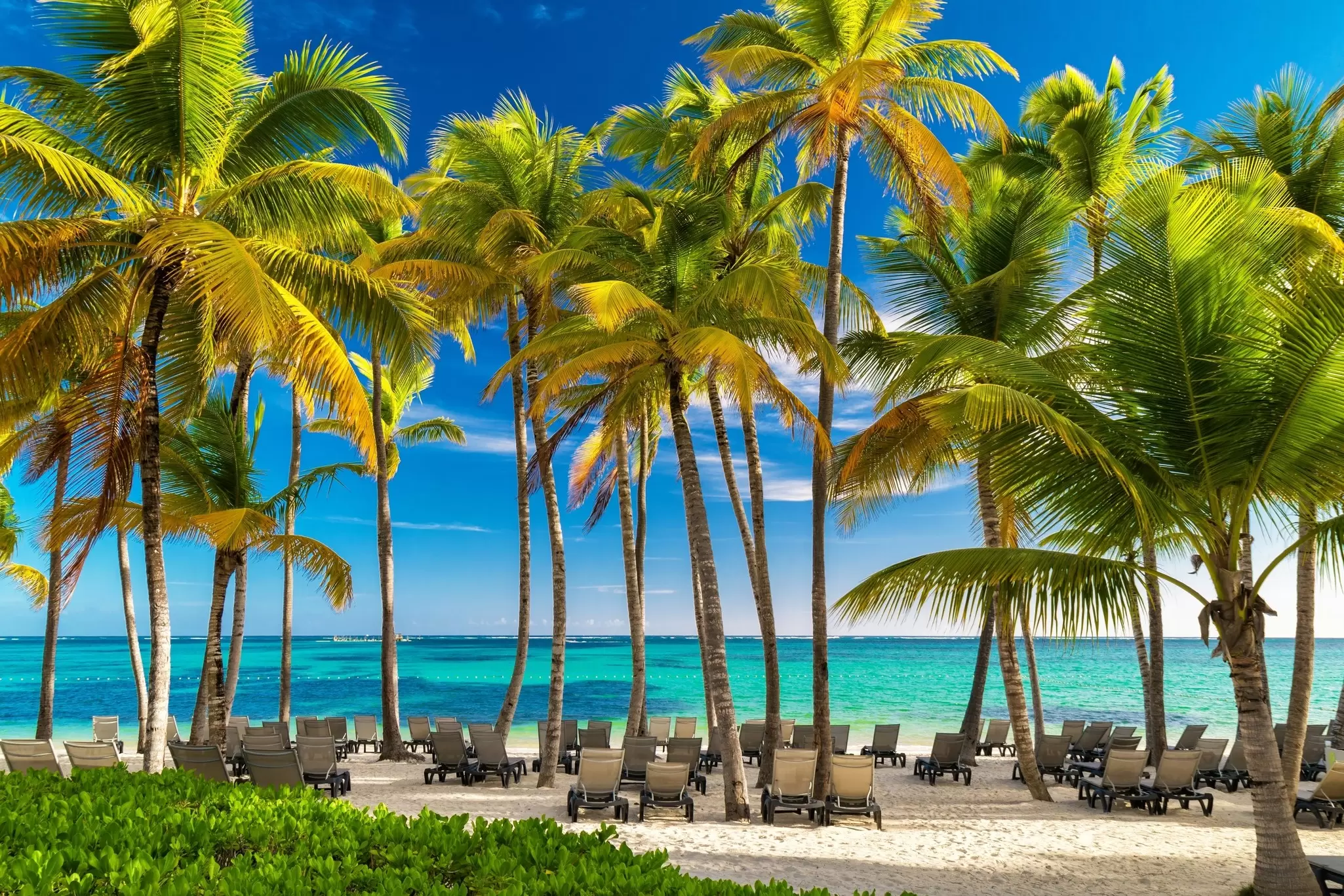 Empty lounge chairs on sand under palm trees by blue water.