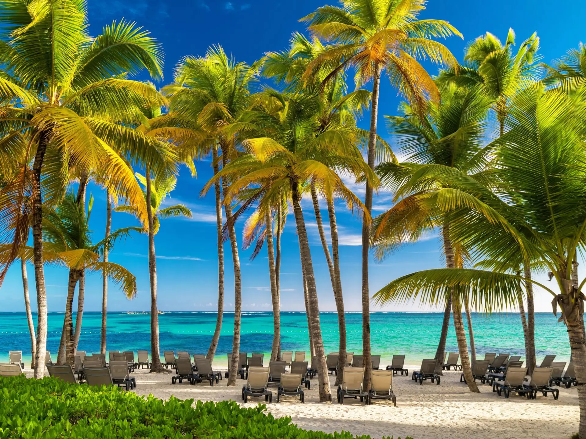Empty lounge chairs on sand under palm trees by blue water.
