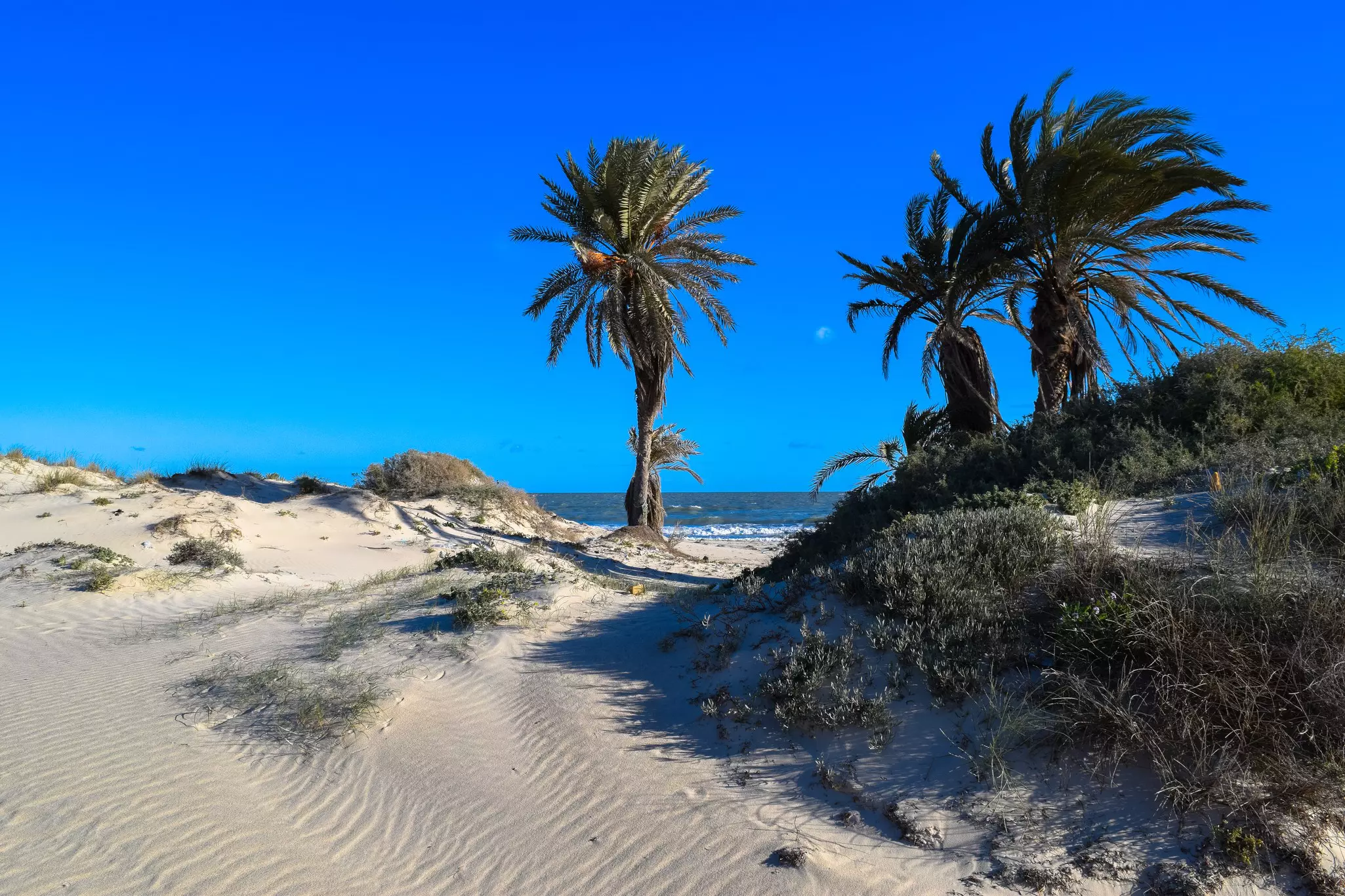 Palms and sand dunes on a beach in Djerba, Tunisia.