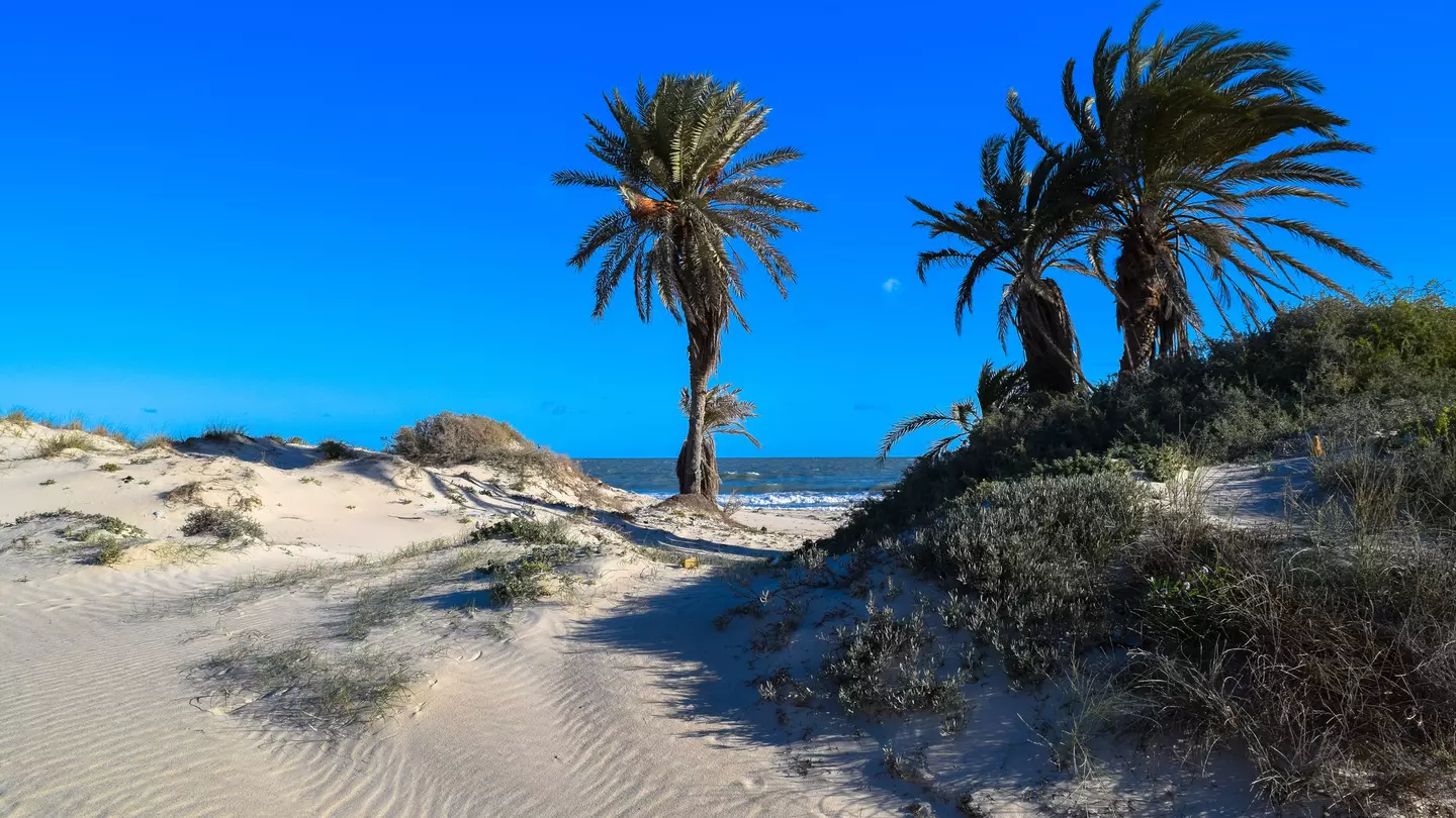 Palms and sand dunes on a beach in Djerba, Tunisia.