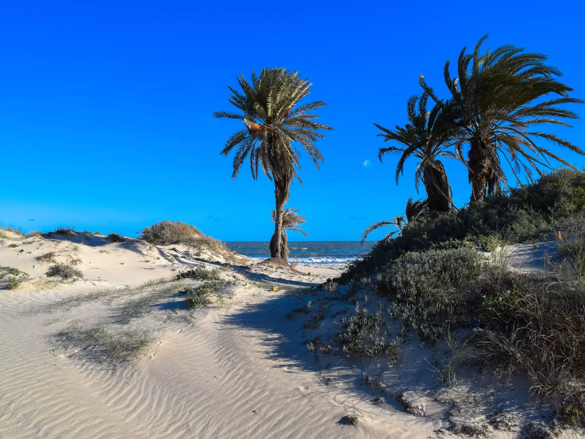 Palms and sand dunes on a beach in Djerba, Tunisia.