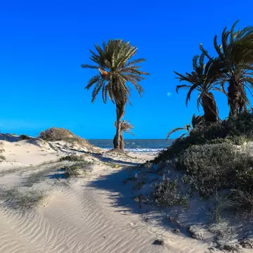 Palms and sand dunes on a beach in Djerba, Tunisia.