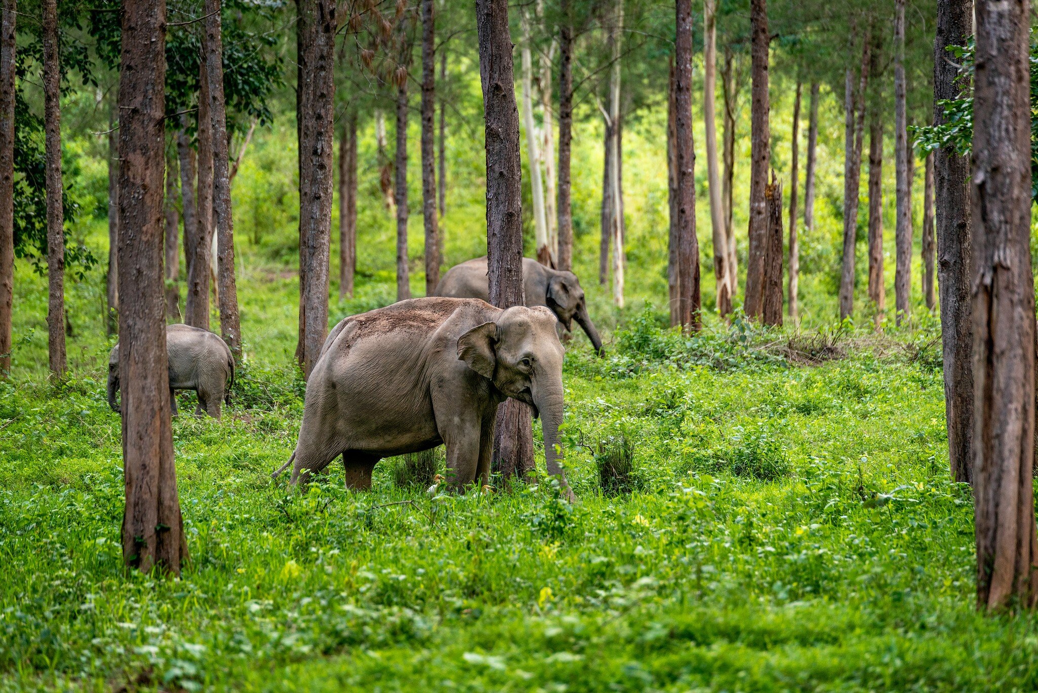 Wild elephants surrounded by trees and greenery in Kuiburi National Park, Hua Hin, Thailand.