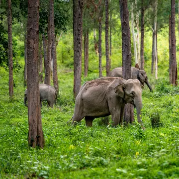 Wild elephants surrounded by trees and greenery in Kuiburi National Park, Hua Hin, Thailand.