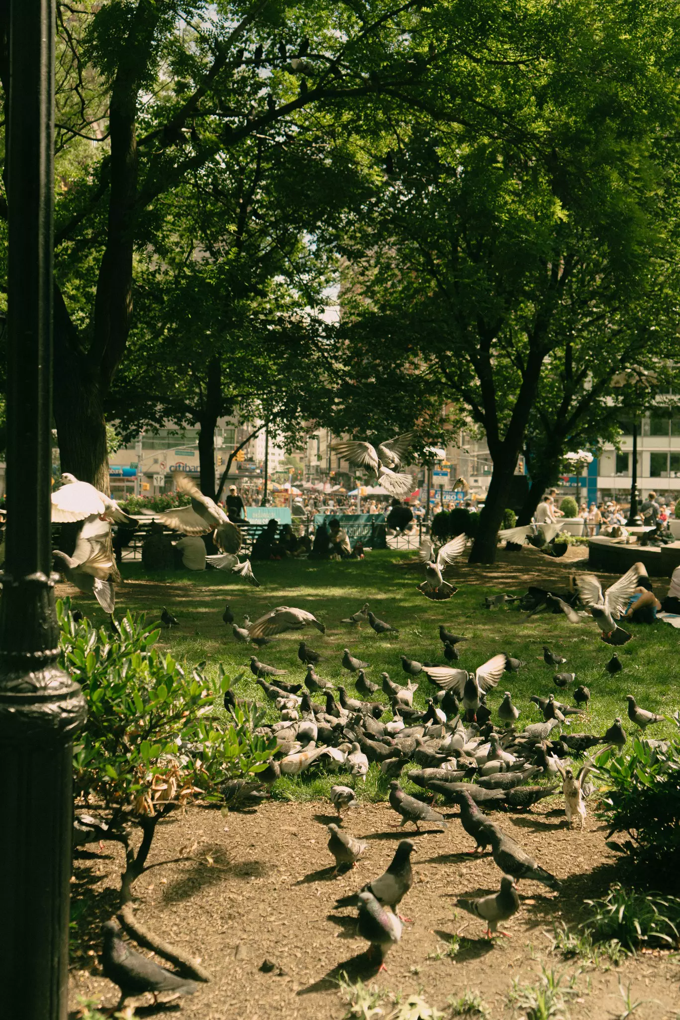 Pigeons in Union Square Park in summer.