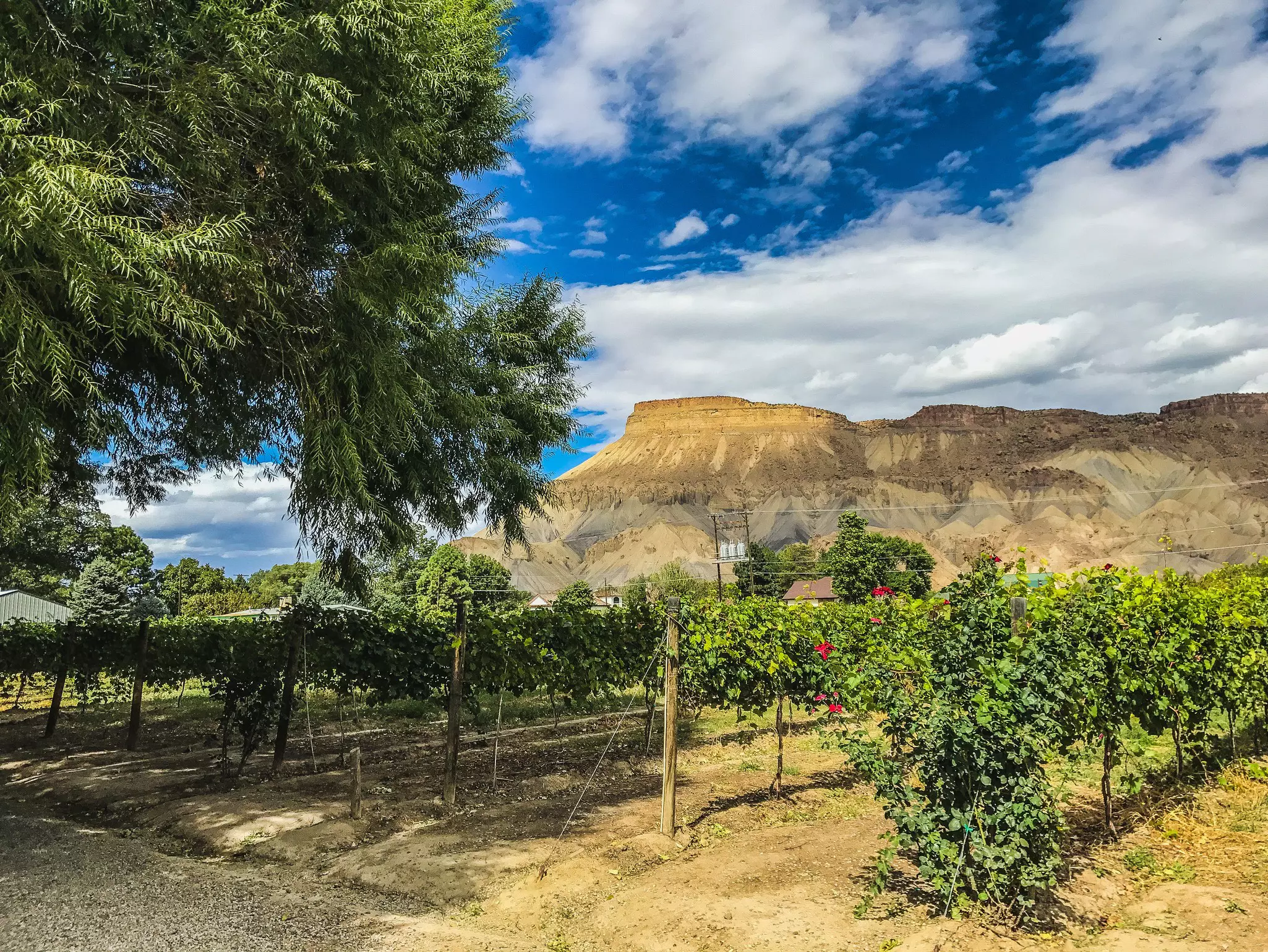 A vineyard at the foot of a flat-topped mountain.