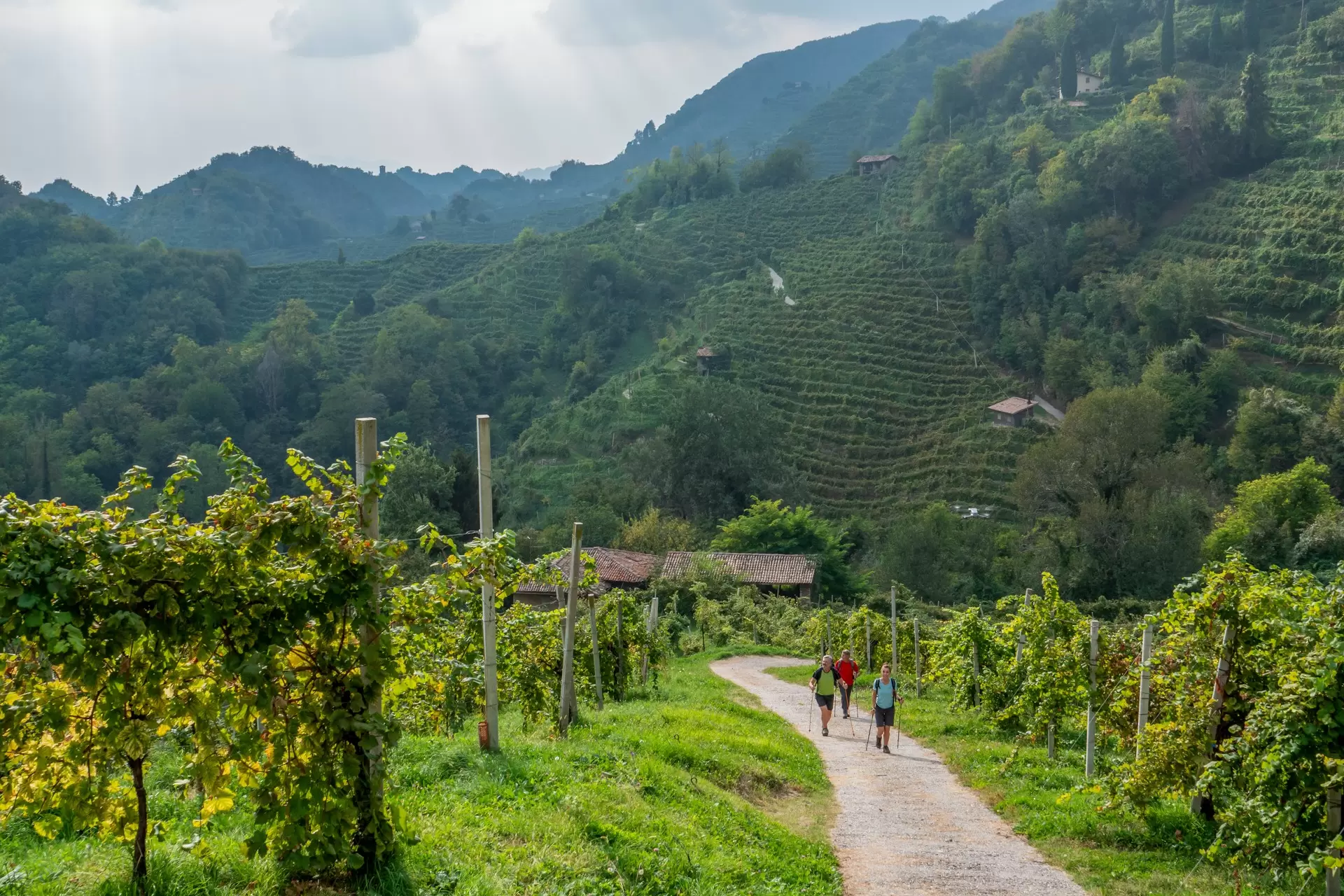 Vineyards at Farra di Soligo in the Prosecco Hills wine region, Italy.