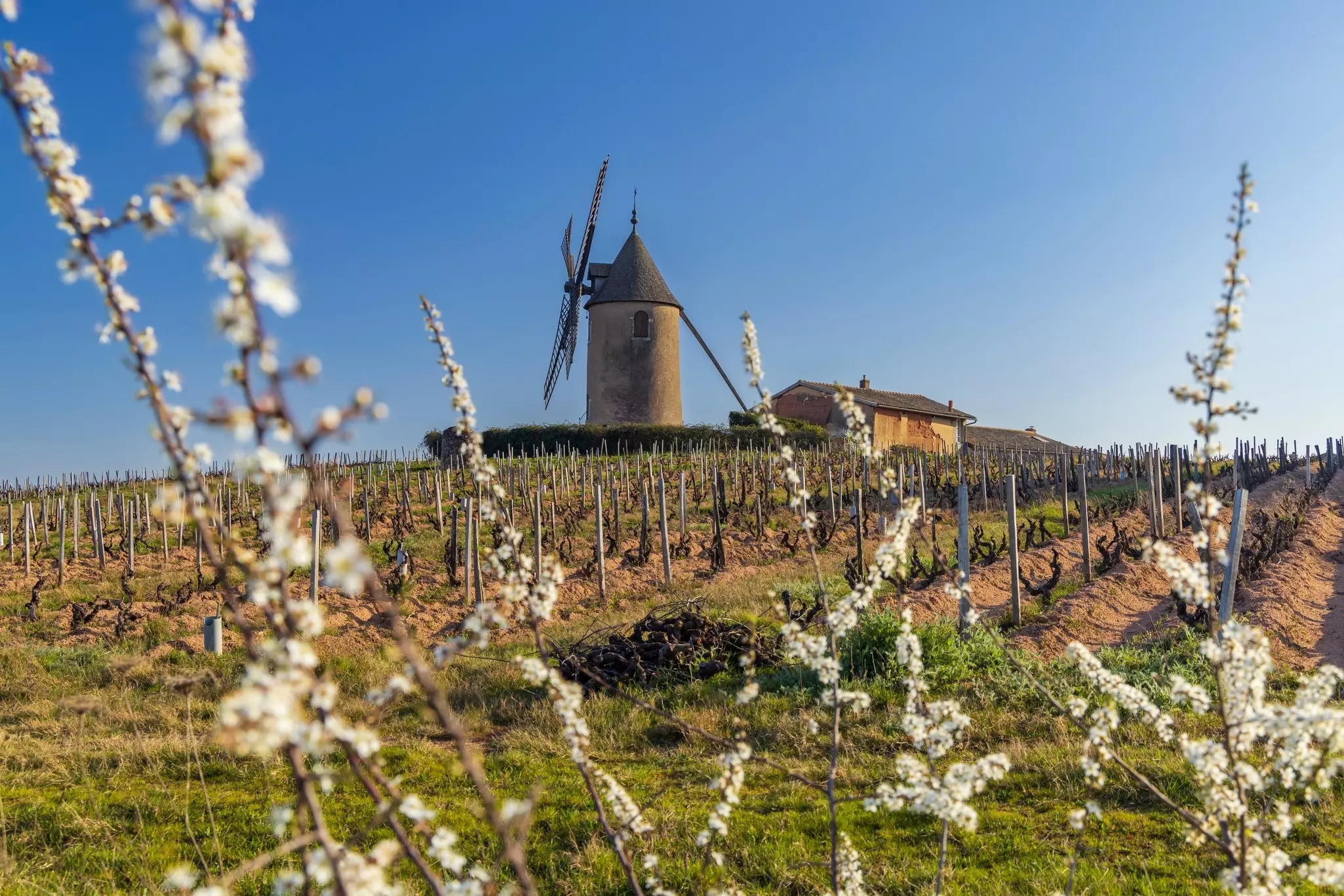 Spring vineyards with Chenas windmill in Beaujolais, Burgundy, France, License Type: media, Download Time: 2026-03-23T15:10:48.000Z, User: bhealy950, Editorial: false, purchase_order: 65050 - Digital Destinations and Articles, job: Lonely Planet Online Editorial, client: Best time to visit Burgundy, other: Brian Healy