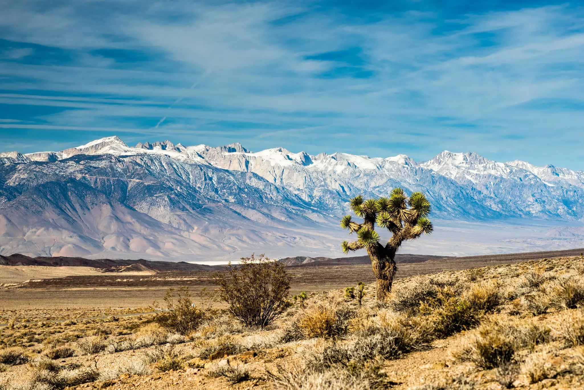 Joshua Tree Before Snow Capped Sierra Nevada Mountains
