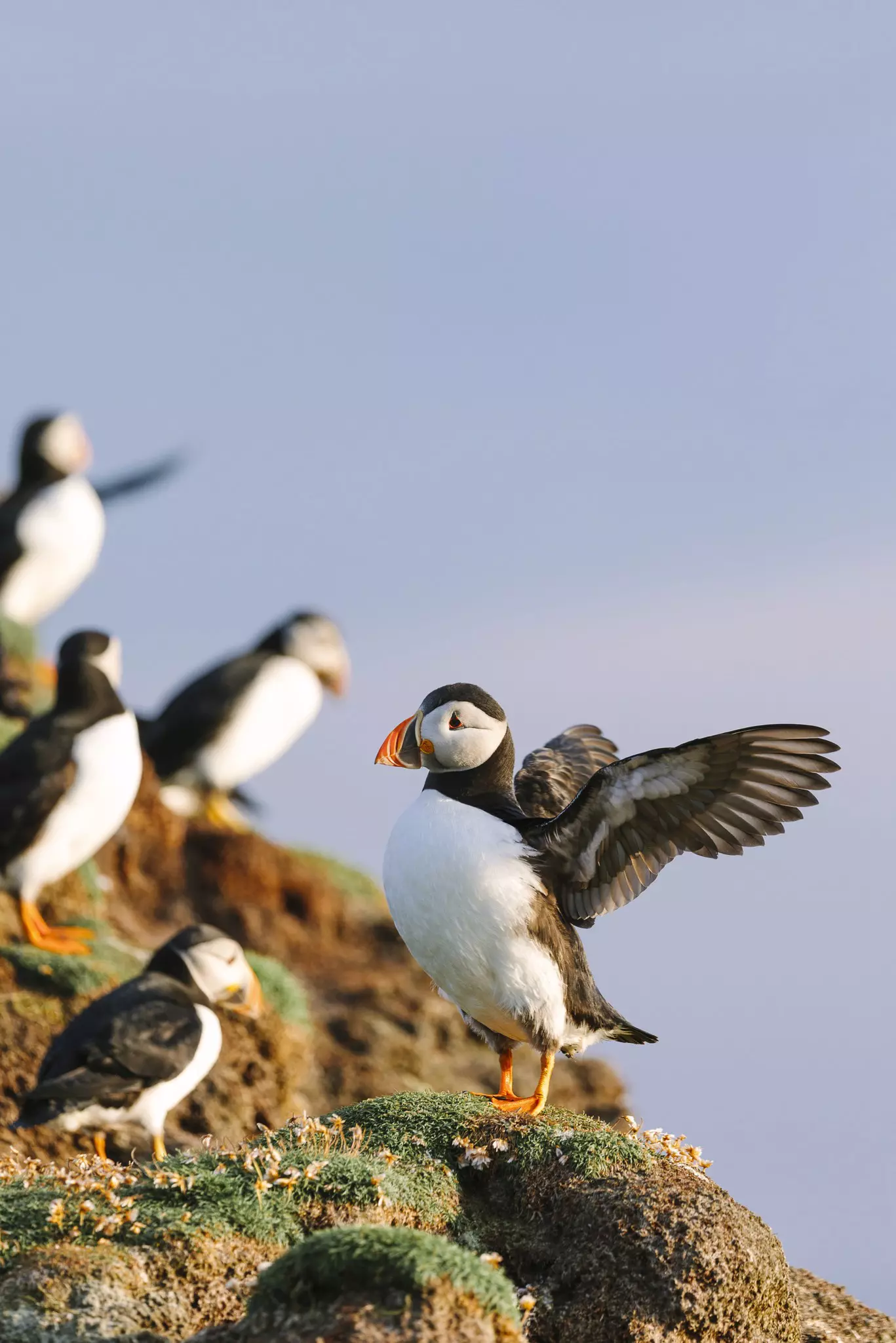 A puffin spreading its wings on the clifftops of Fair Isle.