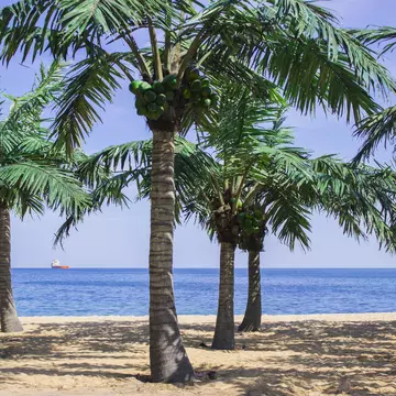 palms on the beach