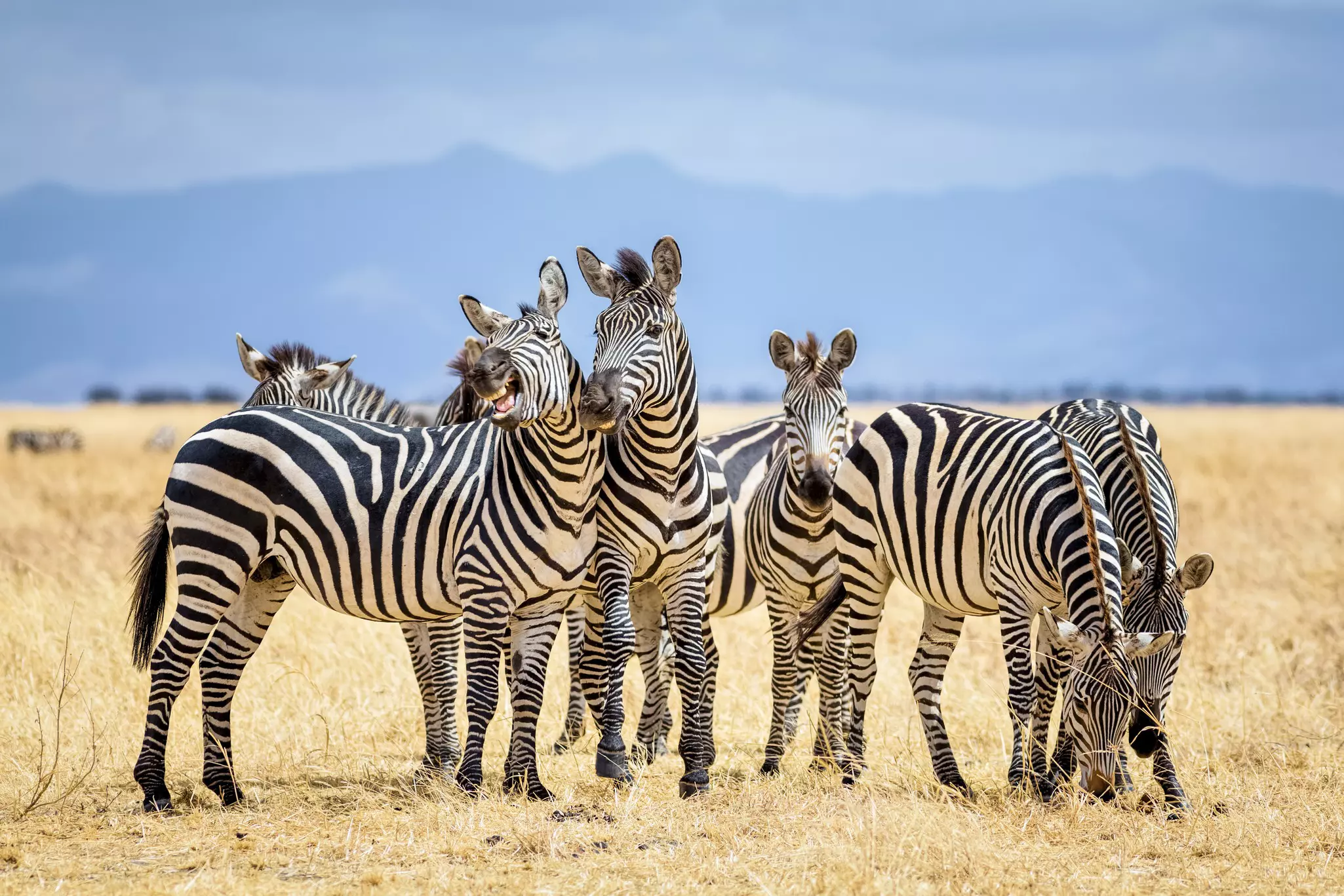 An unforgettable life experience: spying zebras in the Tarangire National Park © cinoby / Getty Images
