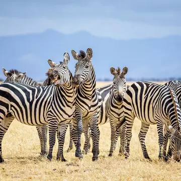 An unforgettable life experience: spying zebras in the Tarangire National Park © cinoby / Getty Images