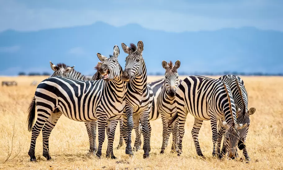 An unforgettable life experience: spying zebras in the Tarangire National Park © cinoby / Getty Images