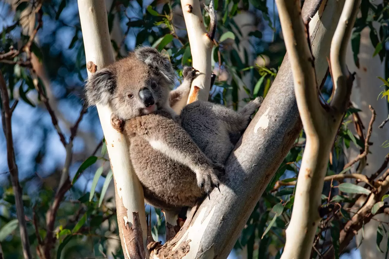 Koalas in Kangaroo Island