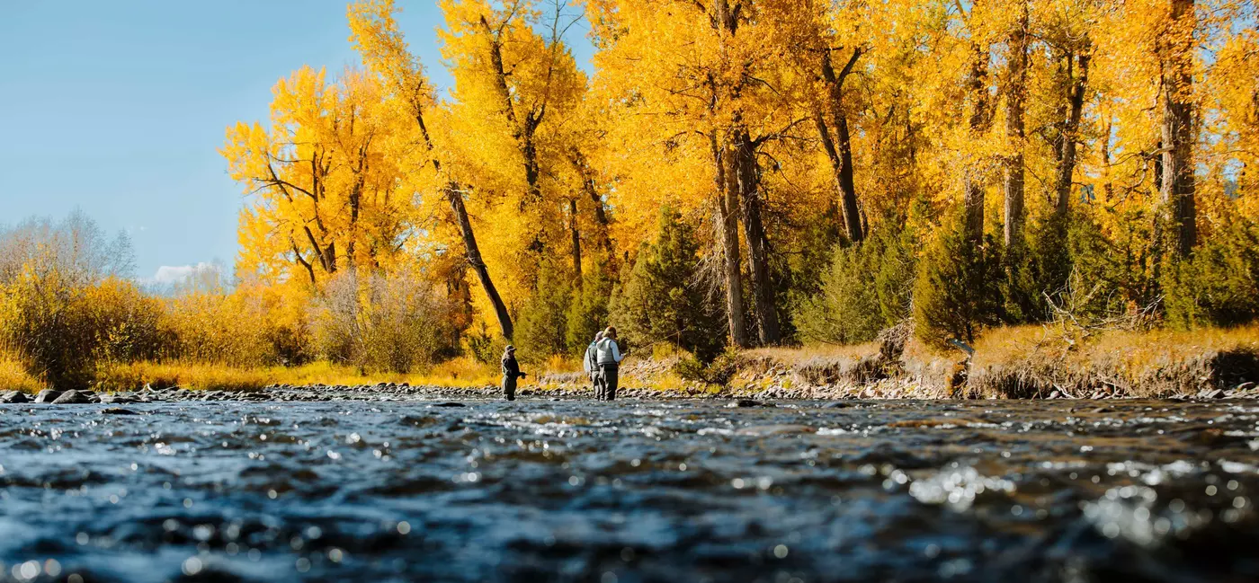 Three people stand fly fishing in a rushing creek, with yellow trees towering over it all