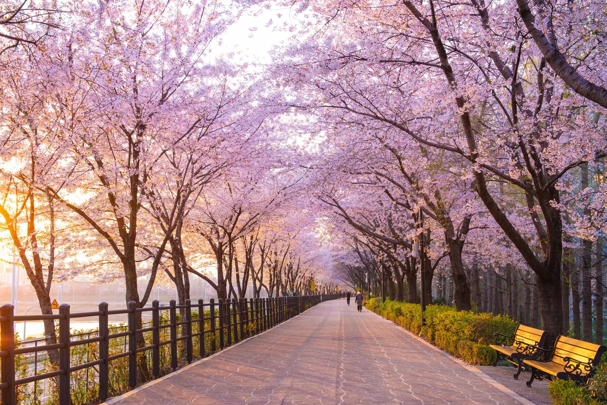 Cherry trees in bloom on either side of a wide pathway with benches in Seoul, South Korea