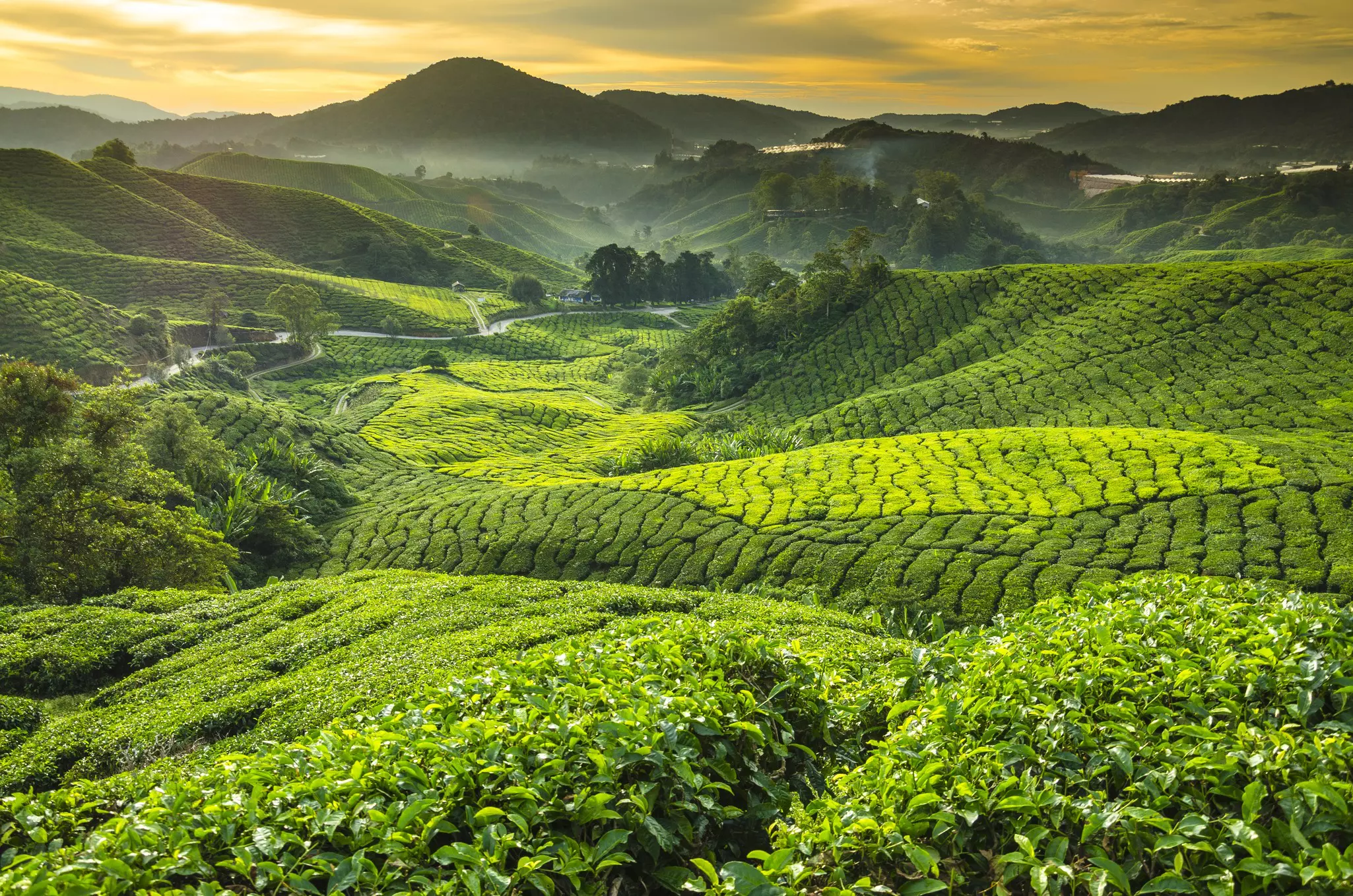 Tea plantations stretch across lush mountainous landscapes