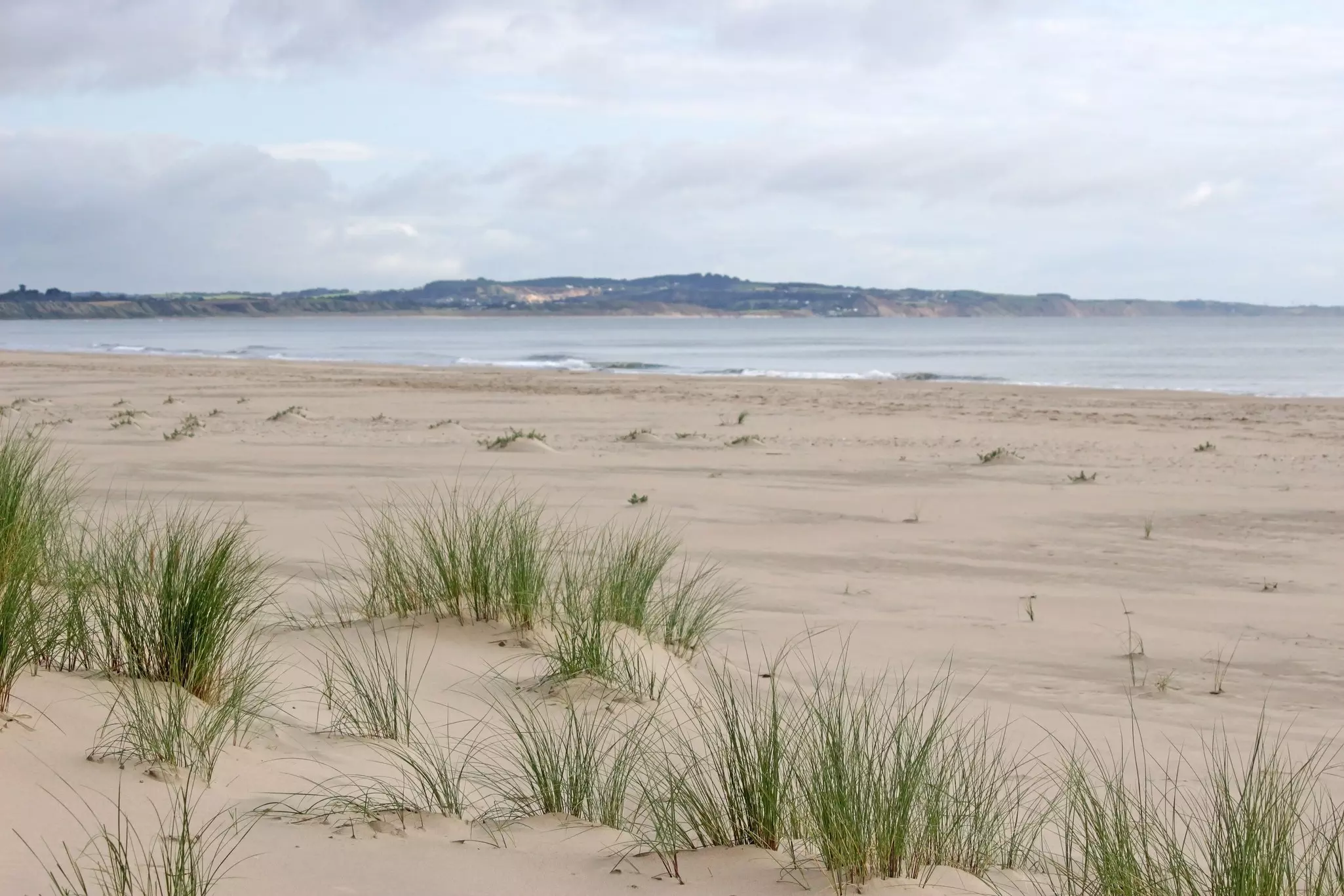 Tufts of grass on sand dunes at Curracloe Beach, County Wexford, Ireland.