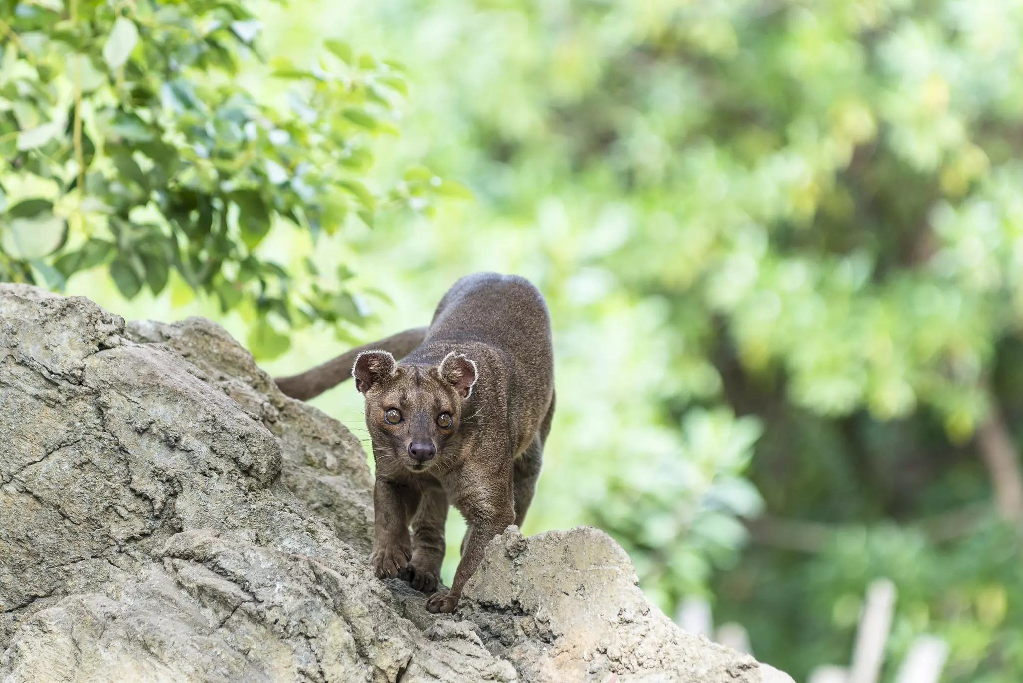 A cat-like animal with large eyes and a powerful body wanders through the jungle