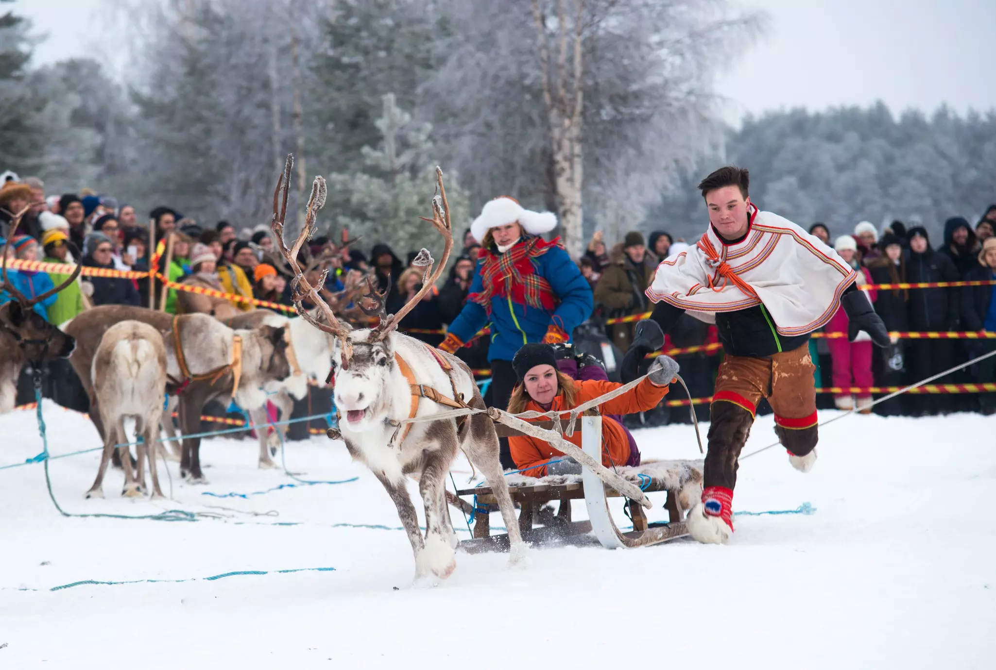 Traditional race with a reindeer pulling a sled through snow as crowds watch on