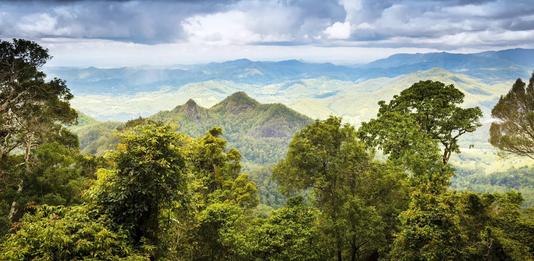 View of Queensland rainforest in the Gold Coast hinterland near Mount Warning, Australia