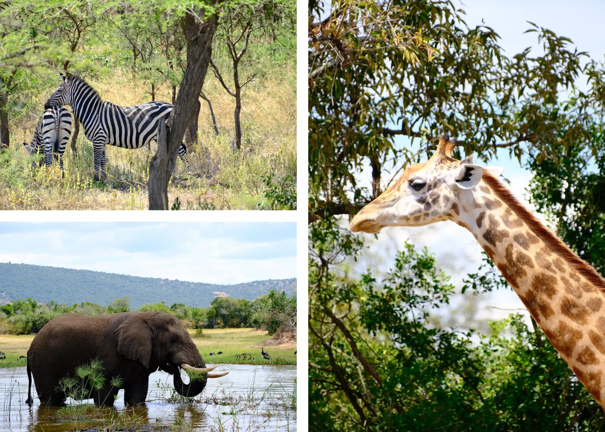 A giraffe, elephant, and zebra. 
