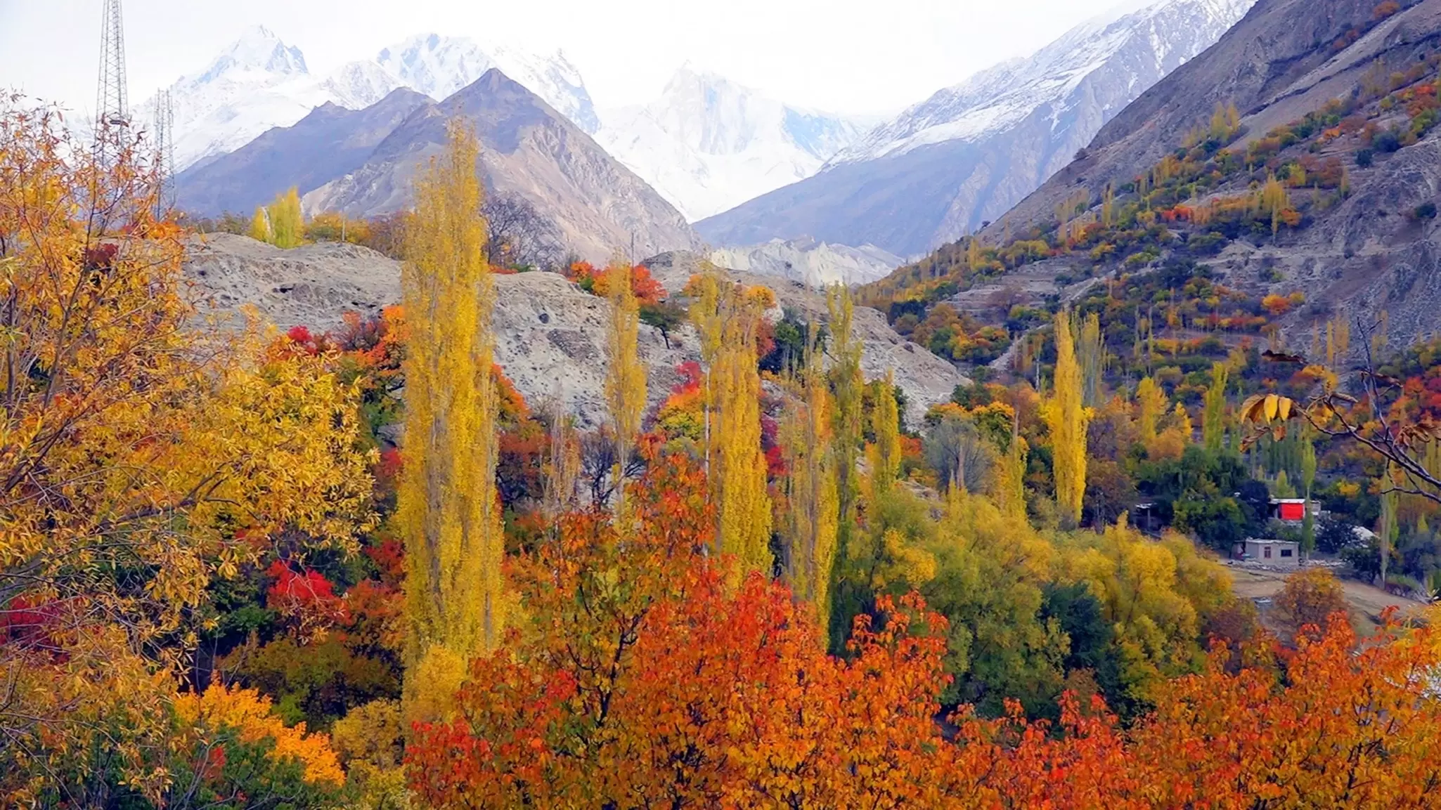 Trees show brilliant fall foliage against a backdrop of snow-capped peaks, Hunza Valley, Pakistan