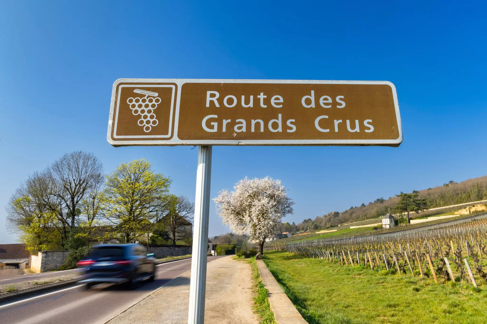 A car drives down a road through vineyards.