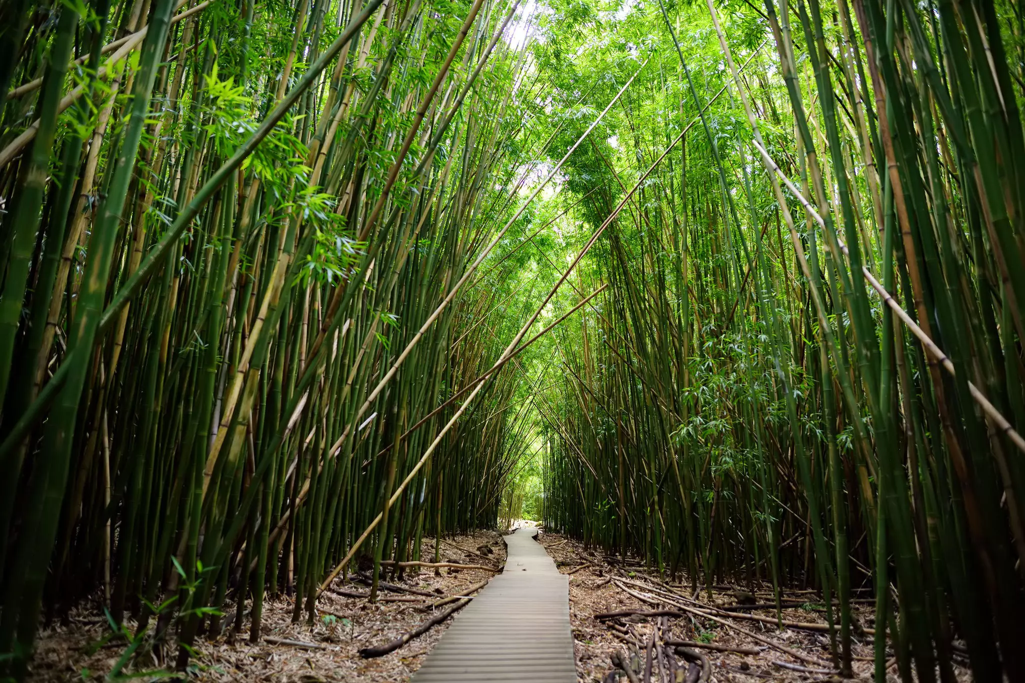 A wooden boardwalk through dense bamboo forest.