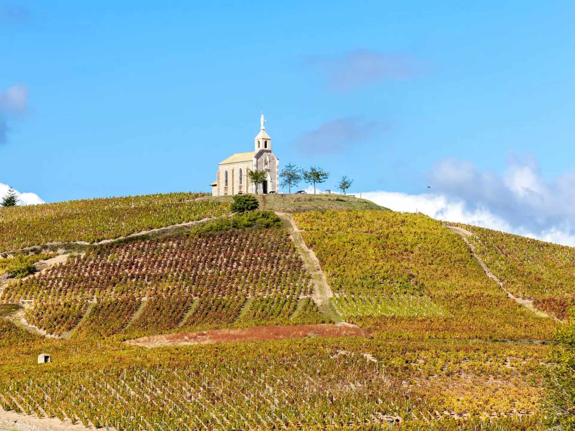 vineyards grand cru in Beaujolais witha church, Fleurie, Rhone-Alpes, France  License Type: media  Download Time: 2022-06-02T01:23:53.000Z  User: mvm_lonelyplanet  Is Editorial: No  purchase_order:   