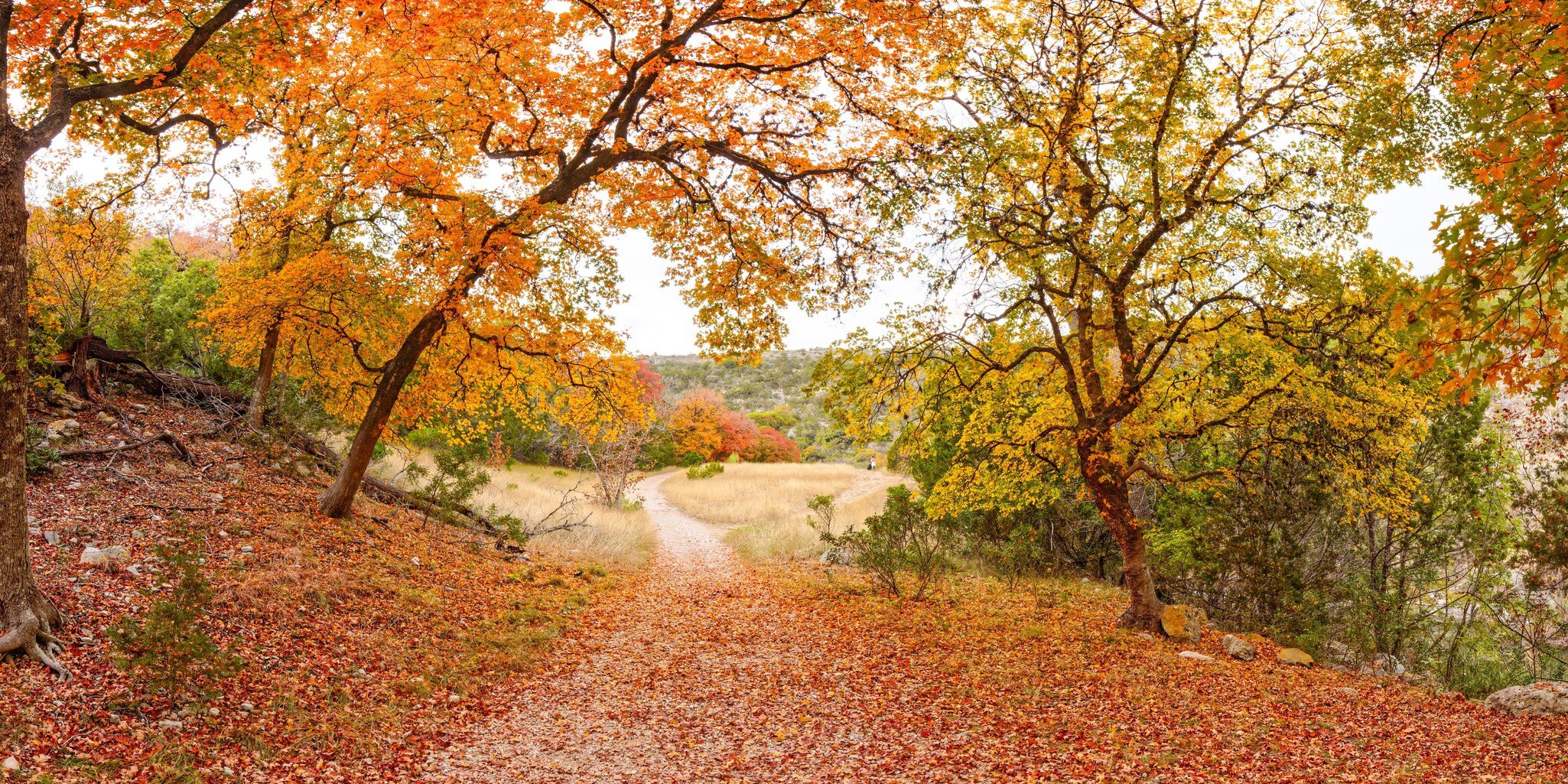 Maple Forest Wonderland at Lost Maples State Natural Area Vanderpool Texas Hill Country; Shutterstock ID 2233382101;