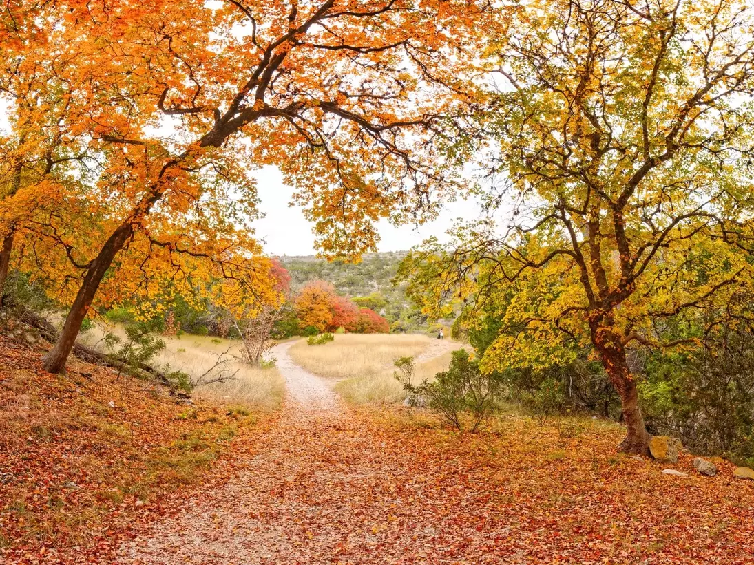 Maple Forest Wonderland at Lost Maples State Natural Area Vanderpool Texas Hill Country; Shutterstock ID 2233382101;