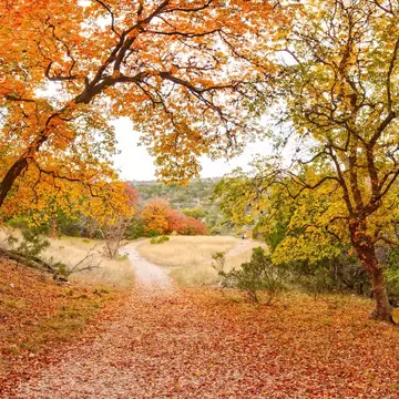 Maple Forest Wonderland at Lost Maples State Natural Area Vanderpool Texas Hill Country; Shutterstock ID 2233382101;