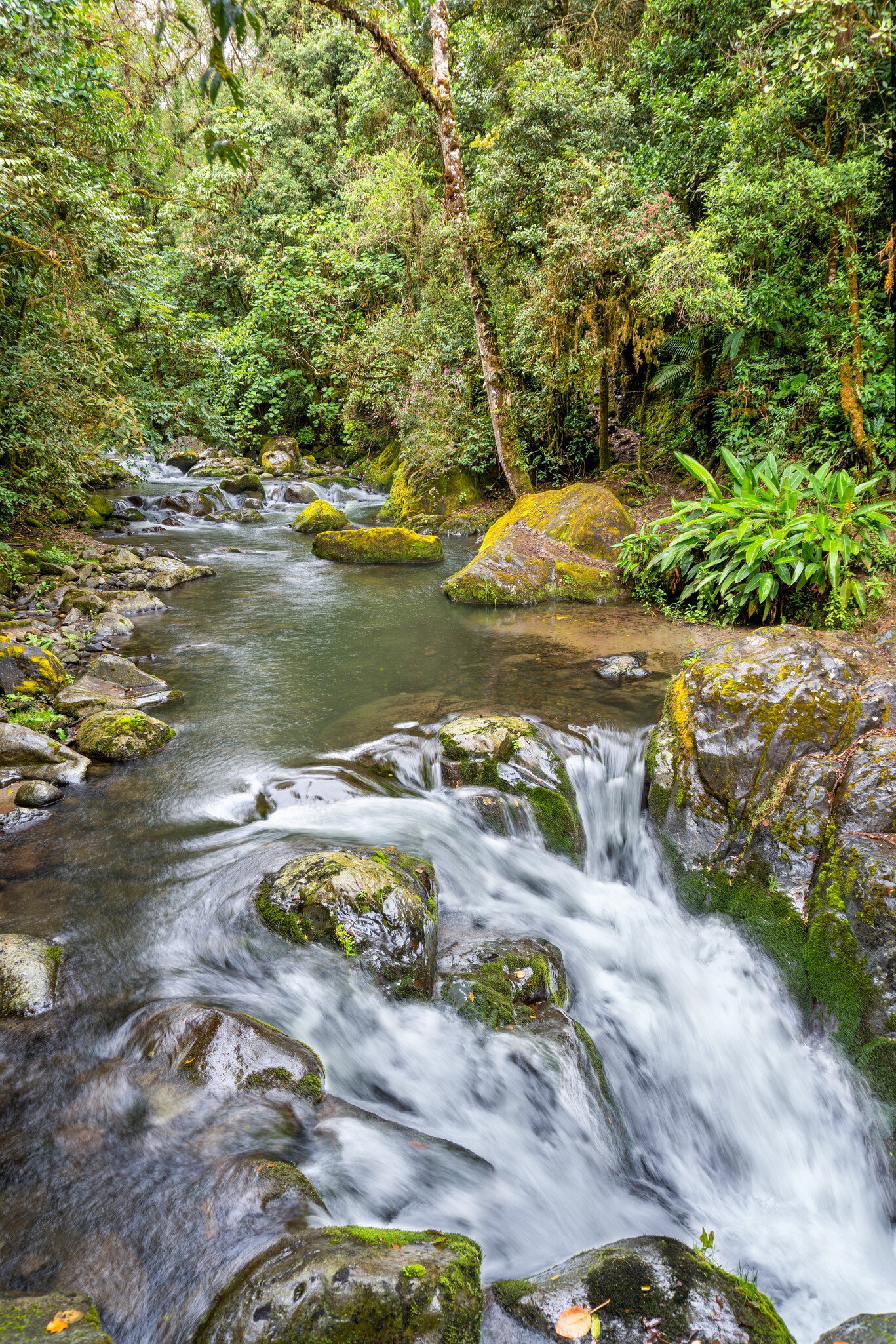 Small river in the Los Quetzales National Park, Costa Rica.