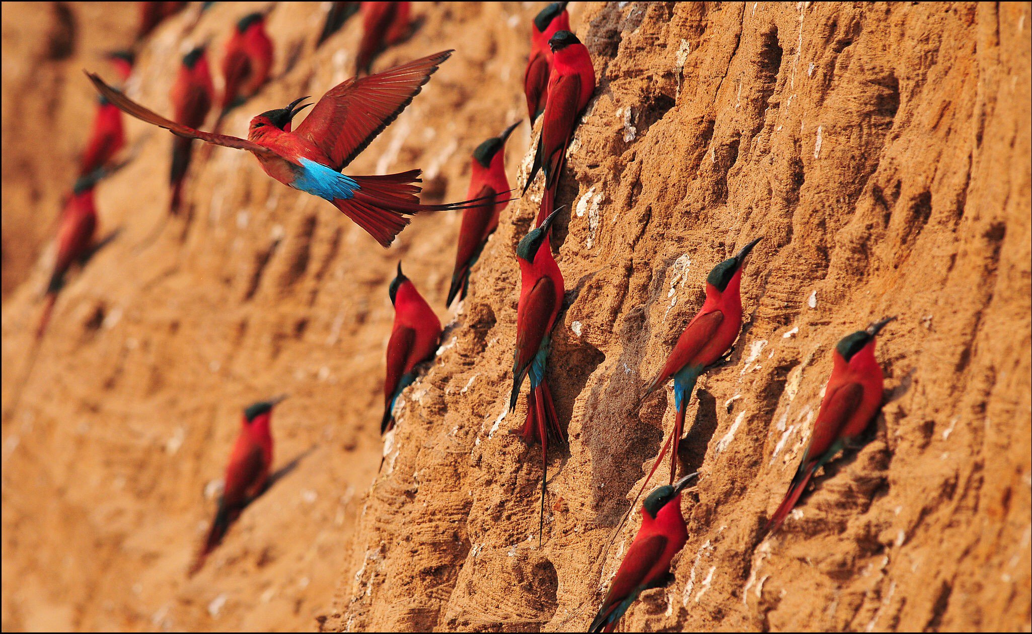 Southern Carmine Bee-eater in the air in South Luangwa.