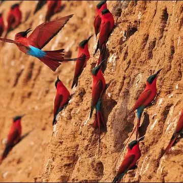 Southern Carmine Bee-eater in the air in South Luangwa.