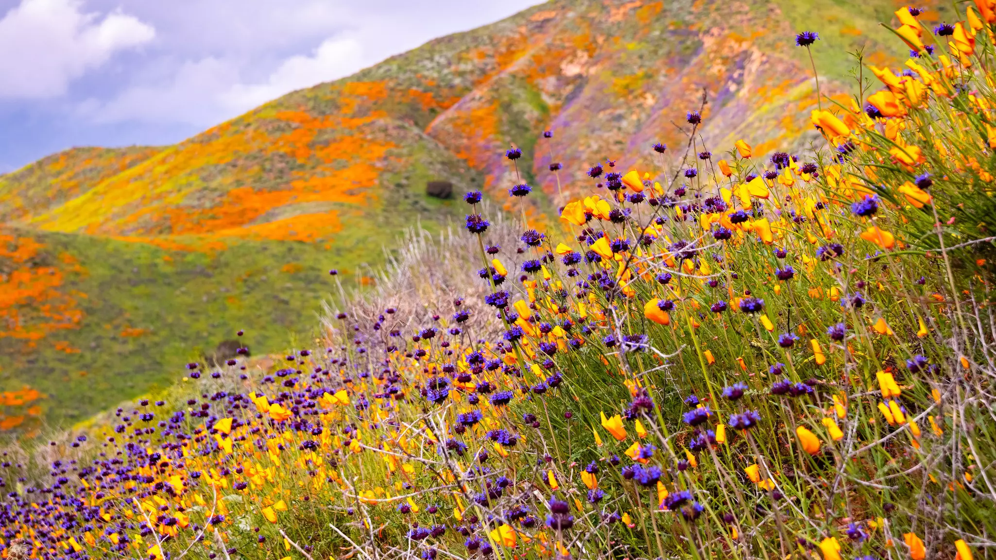 California poppies and chia blooming on the hills of Walker Canyon during a superbloom in Lake Elsinore © Getty Images