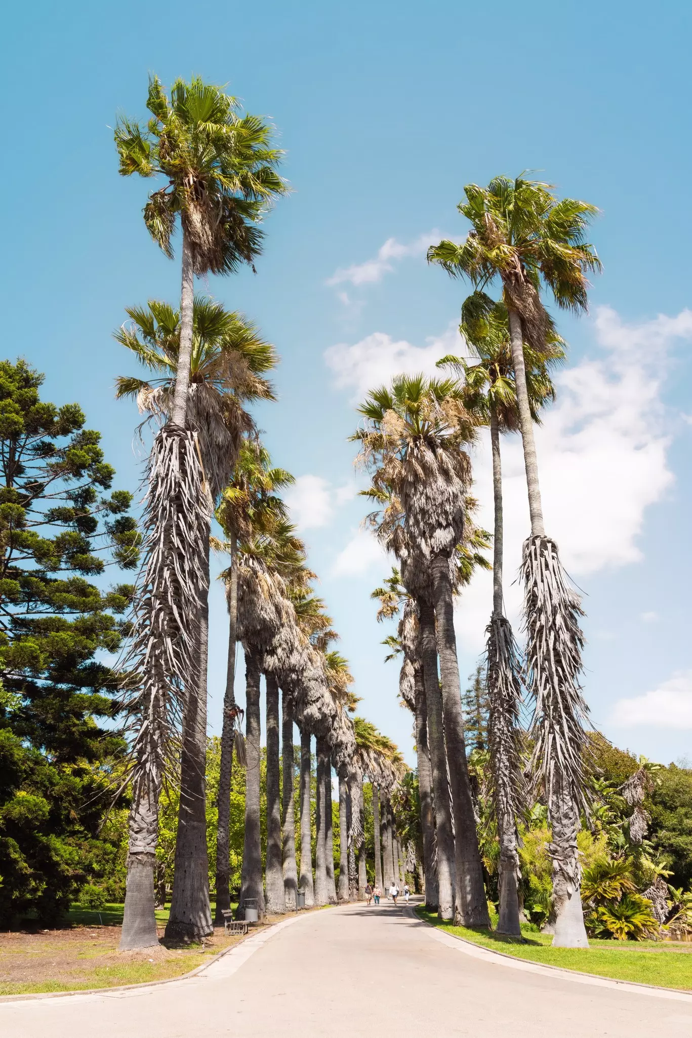 An avenue of tall palm trees in a botanic garden.